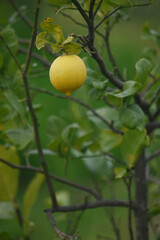unripe green oranges on tree, close-up of a beautiful orange tree with green oranges, fruit hanging on a tree, Close-up of unripe oranges hanging on a tree, Chakwal, Punjab, Pakistan