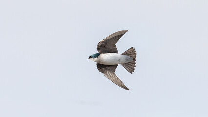 A tree swallow flying with a clean background