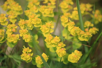yellow flowers in spring