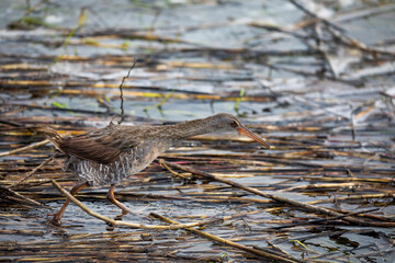 A clapper rail is standing on the wrack during a storm surge from a hurricane