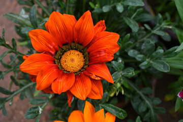 Beautiful red gazania flower Closeup, Close up red Gazania Flower, red Gazania Linearis Flower in garden