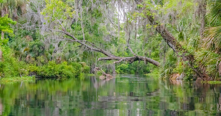 Obraz premium A scenic view of the Fort King Paddle Trail at Silver Springs State Park