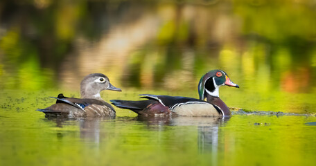 A pair of wood ducks, male and female, swimming on the Silver River