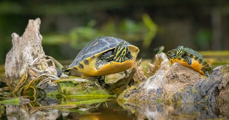 Two river cooters sunning on a log on the Silver River