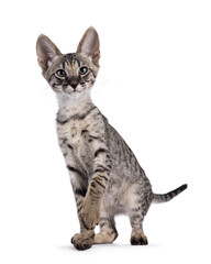 Cute Savannah cat kitten, standing facing front with paw playful lifted. Looking towards camera. Isolated on a white background.