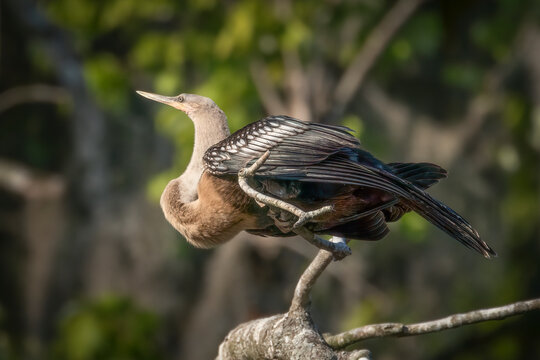 A female anhinga crouched on a branch along the Silver River - Powered by Adobe