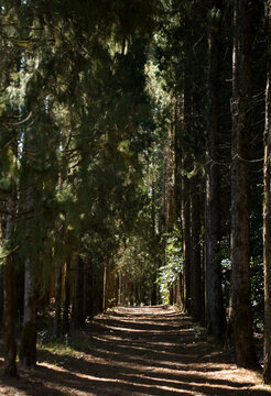 Shadowed path through rows of towering pine trees