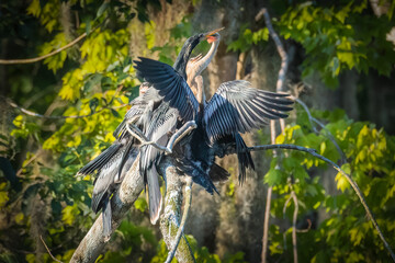 Four fledgling anhingas mobbing the male parent for food