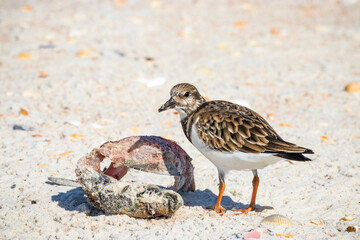 A ruddy turnstone standing next to a dead fish on the beach