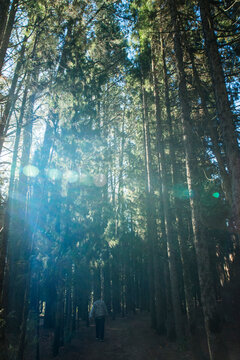 Sun shining though tall rows of trees