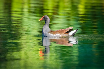 A common gallinule swimming on the Silver River