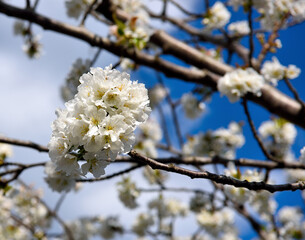 black cherry flowers voltaggio alessandria piedmont italy	