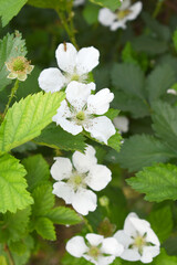 Blackberry flowers blooming in the garden, Beautiful in spring bloom garden. Blackberry bush with white flowers, Blossoming blackberry bush and bee, sunny spring day, Chakwal, Punjab, Pakistan