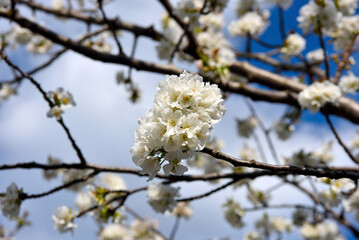 black cherry flowers voltaggio alessandria piedmont italy	