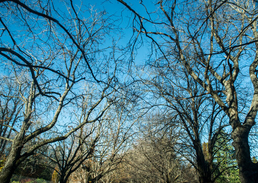 Looking up at blue sky through leafless branches
