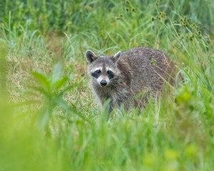 A raccoon is in the marsh grass and looking at the camera