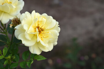 Beautiful yellow rose flower closeup in garden, A very beautiful rose flower bloomed on the rose tree, Rose flower, bloom flowers, Natural spring flower, Nature floral background,