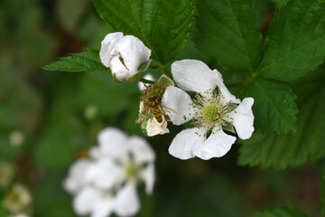Blackberry flowers blooming in the garden, Beautiful in spring bloom garden. Blackberry bush with white flowers, Blossoming blackberry bush and bee, sunny spring day, Chakwal, Punjab, Pakistan