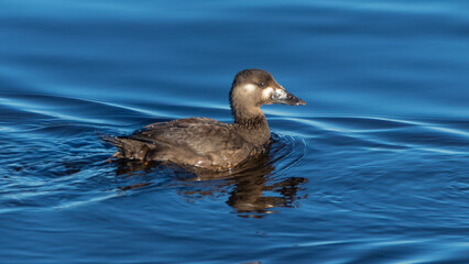 Fototapeta premium A surf scoter swimming on the river