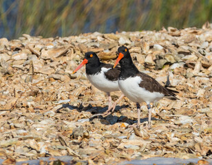 Two American oystercatchers on an oyster rake and one is banded