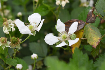 Blackberry flowers blooming in the garden, Beautiful in spring bloom garden. Blackberry bush with white flowers, Blossoming blackberry bush and bee, sunny spring day, Chakwal, Punjab, Pakistan