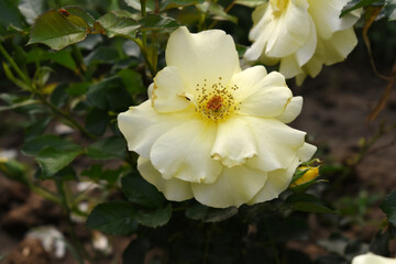 Beautiful yellow rose flower closeup in garden, A very beautiful rose flower bloomed on the rose tree, Rose flower, bloom flowers, Natural spring flower, Nature floral background,