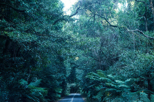 Narrow road with dark forest trees on all sides