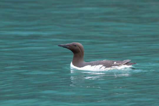 A common murre swimming in the water in Alaska