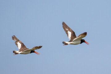 Two American  Oystercatchers in Flight with Wings Spread