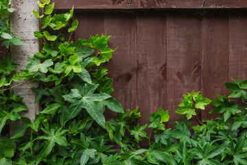 Ivy growing on a wooden fence and fence post closeup