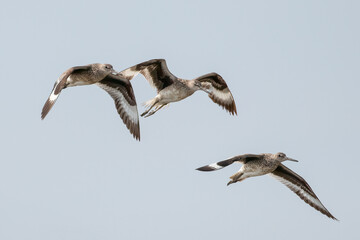 Three willets flying with wings spread