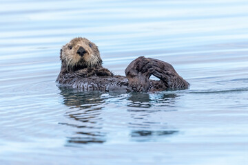 A sea otter on its back in the water with its feet touching and looking at the camera