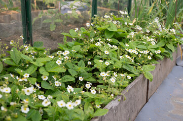 Lush strawberry plants with blossoms in a greenhouse vegetable garden