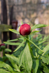 Close-up of budding red peony flower in sunlit garden