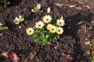 Yellow daisies blooming in garden soil under sunlight