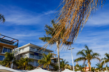 A palm tree branch hangs against a backdrop of tall palm trees and blue sky on the promenade of Gandia, Spain	
