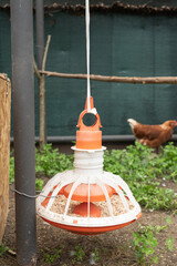 Chicken feeder in farmyard with roaming brown hen and rustic environment