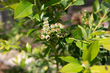 Unripe green blueberries on bush in sunlit garden