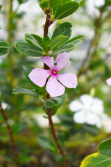 Close-up view of pink madagascar periwinkle, The scientific name is Catharanthus roseus, pink periwinkle flower closeup, Cape Periwinkle, Graveyard plant, Madagascar Periwinkle, Old Maid, closeup