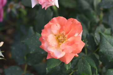 Beautiful pink yellow rose flower closeup in garden, A very beautiful pink yellow rose flower bloomed on the rose tree, Rose flower closeup, bloom flowers, Natural spring flower floral background