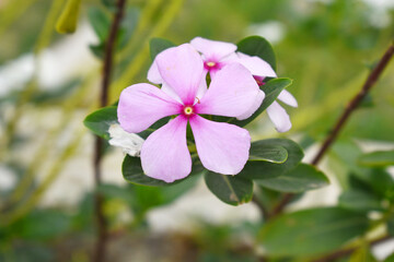 Close-up view of pink madagascar periwinkle, The scientific name is Catharanthus roseus, pink periwinkle flower closeup, Cape Periwinkle, Graveyard plant, Madagascar Periwinkle, Old Maid, closeup