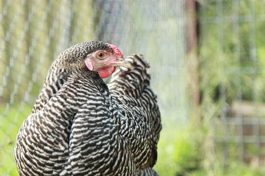 Close up of a black and white barred Dominique hen
