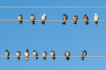 A flock of pigeons sitting on overhead power lines