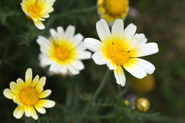 White Yellow Crown Daisy, Close-up of a white and yellow crown daisy flower, blooming in nature, Close-up shot of beautiful White yellow Crown Daisy flower (Chrysanthemum coronarium), Crown Daisy,