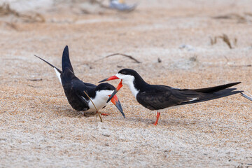 Two black skimmers on the beach during breeding season