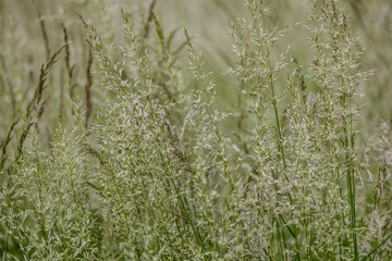 grass in the wind