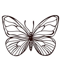 Butterfly, black and white lines