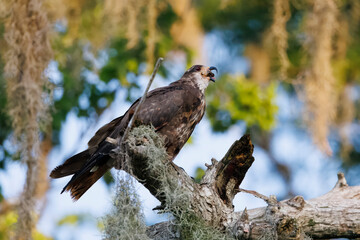 A snail kite eating an apple snail while perched in a tree