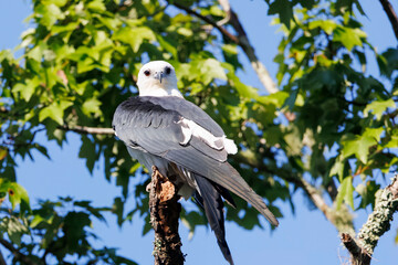 A swallow-tailed kite perched in a tree along the St. Johns River