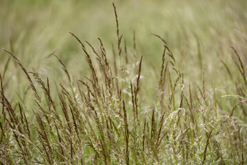 grass in the wind